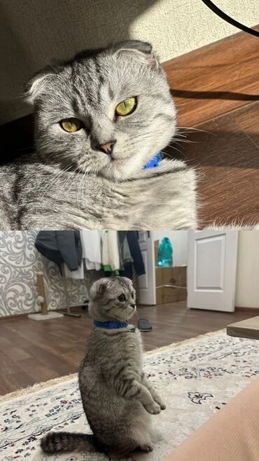 именные ошейники для кошек на заказ: Шотландская вислоухая кошка (Scottish Fold). Всем здравствуйте отдаю