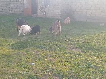 keci satisi: Salam.bayraminiz mubarek.Allah hamiya bereket versun demeli 9 dene — 8