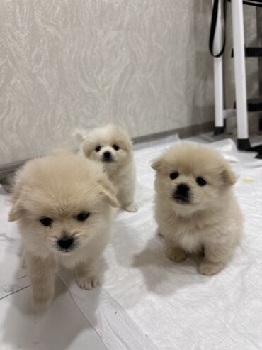 İtlər: Şpitz, 1 ay, Erkek — 2