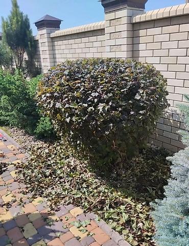 Другие услуги: Садовник! Стрижка изгороди! Улуги садовника. Наши услуги: Обработка — 6