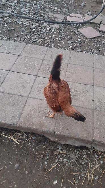 Toyuqlar: Toyuq, Yumurtalıq, Ödənişli çatdırılma — 5