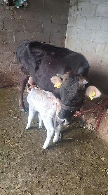 Козы, козлы: Продаю | Коза (самка) | Полукровка | Для молока — 13
