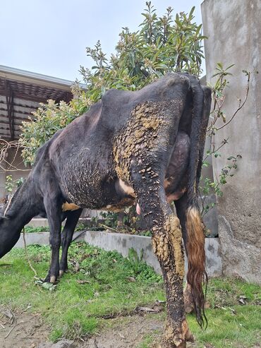 Inəklər, öküzlər: Erkək, il: 2, 850 kq, Damazlıq, Südlük