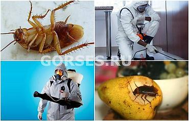 Дезинфекция, дезинсекция: Осоо "дезмастер" . Производим качественную обработку холодным туманом — 6