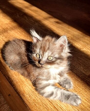 british cat: Şotland uzun tüklü, Dişi, Yaxşı əllərə, Pulsuz çatdırılma, Ödənişli çatdırılma