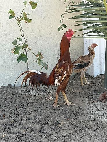 cucə və xoruz: Heyratı xoruzları toyuqlarda var cucədə — 2