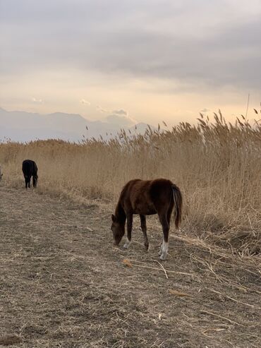 Лошади, кони: Продаю | Кобыла (самка) | Рабочий — 14