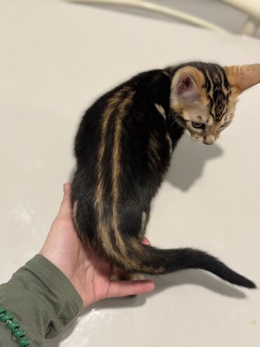 Pişiklər: Benqal — 16