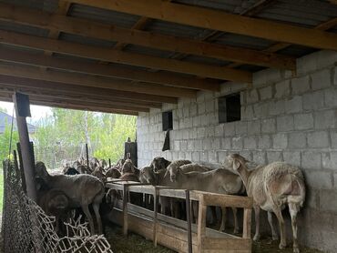 detskie zimnie kombinezony na malchika: Продаю | Овца (самка) | Арашан | Для разведения