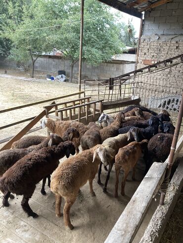 �������������� �������������� �� ���������������������� в Кыргызстан | Куплю с/х животных: Куплю | Бараны, овцы