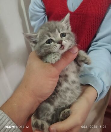 домик для котов: Пушистый котёнок серого окраса в пятнышко (табби). Круглая мордочка