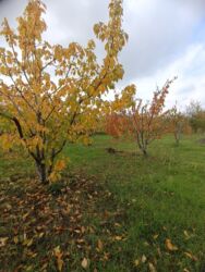 Bağ evlərinin satışı: Şabran, 100 kv. m, 3 otaqlı, Hovuzsuz, Kommunal xətlər qoşulmayıb — 8