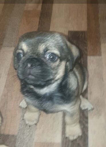 İtlər: Mops, 2 ay, Erkek, Ünvandan götürmə