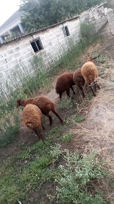 quzu qiyməti: Qala sortu quzular 3 Erkey 2 dişi yaxşı kök sağlam Heyvanlar dı — 2