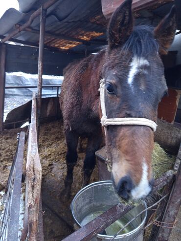 Лошади, кони: Продаю | Horse, Stallion, Foal