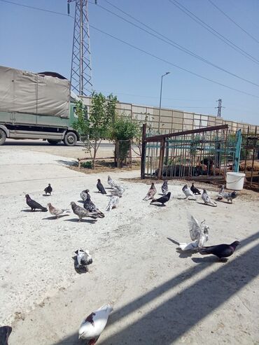 qara baş quşlar: Quslar satılır. sayı 20 den coxdur unvan Yeni suraxani