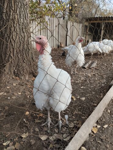 продам кошку: Продаю | Индюк (самец) | Для разведения | Племенные