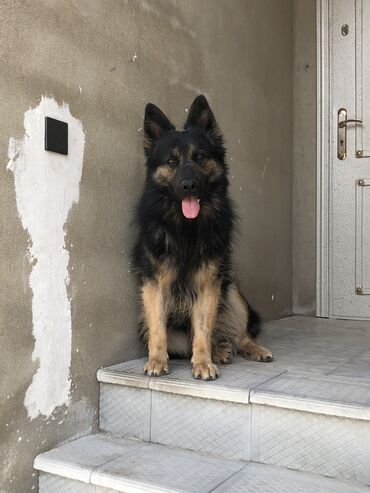 Qazanlar: Alman çoban iti, 1 il, Erkek, Peyvəndli, Ünvandan götürmə