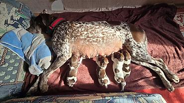 gencede it: Kurtxar, 1 ay, Erkək, Sənədli, Ünvandan götürmə — 2