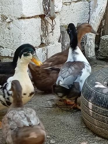 akvarium az: Muscovy ördəkləri (indo-ördəklər) – müxtəlif rəng çalarlarında Məhsul — 9