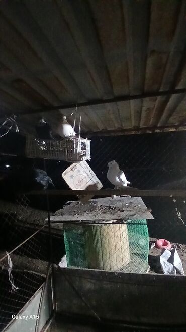 Птицы: Голуби декоративные (несколько особей) - Породы/типы: украшенные — 10