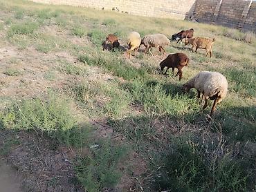 sud veren inek satilir: Salam qoynara anblad balsn bir Erkey bir disdi cepsderde saatlr — 4