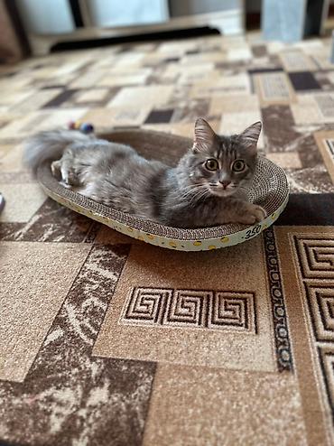 Отдам даром кошку: 1 год, Девочка, Приучена к лотку — 12