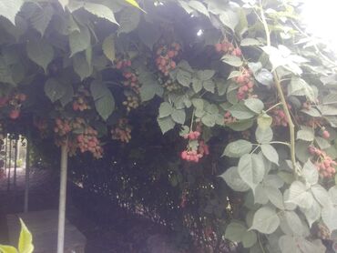 Фрукты и ягоды: Продаю Саженцы Ежемалины ТорнФри. Этот сорт хорошо адаптированный под — 5