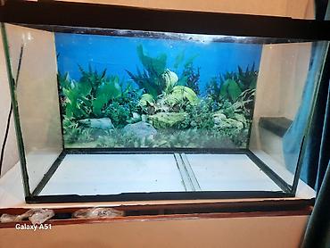 akvariyum: Parametrləri 70×30×45 akvarium satılır. 94 litr,2 hissəyə bölünür - — 5