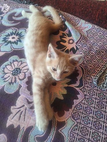 чёрные котята: Котята – домашние, игривые, приучены к лотку. - Окрас: один чёрный — 2