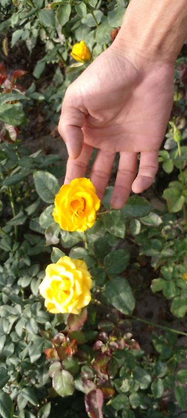 Другие товары для дома: Саженцы роз оптом — 8