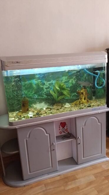 сколько стоят аквариумные рыбки: Продаю аквариум 38000 сом lalafo.kg да сколько стоят аквариумные рыбки: Продаю аквариум 38000 сом