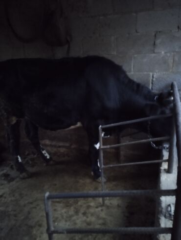 Коровы, быки: Продаю | Тёлка | Голштин | Для молока
