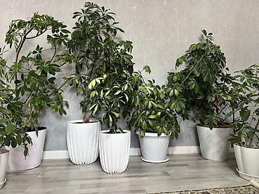 Диффенбахии: Комнатные растения в декоративных горшках - Диффенбахия крупнолистная — 58