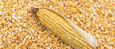 Корма для с/х животных: Продаю кукурузу 200 т