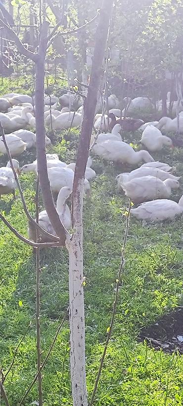 Ördəklər: Məhsul: Ağ ördəklər (sürü halında) Təsvir: - Açıq məkanda otlaqda — 1