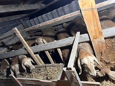Продаю | Овца (самка), Баран (самец) | Для разведения | Племенные at lalafo.kg — 2 Продаю | Овца (самка), Баран (самец) | Для разведения | Племенные — 2
