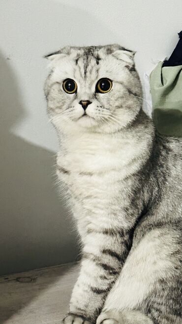 купить бурманскую кошку: Срочно продам кошечку шотландскую вислоухую девочку два года один
