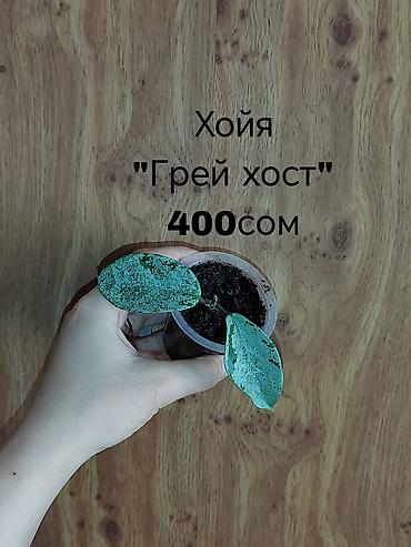Другие комнатные растения: Шеффлера вариегатная (Schefflera arboricola variegata) в горшке. - — 18
