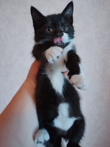черные котята: 3 месяца, Девочка, Приучена к лотку