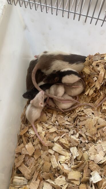 ультразвук против крыс: Продаю! Молодые семьи 🐀 самец +2 самки и 5-7 малышей, от 5 семей