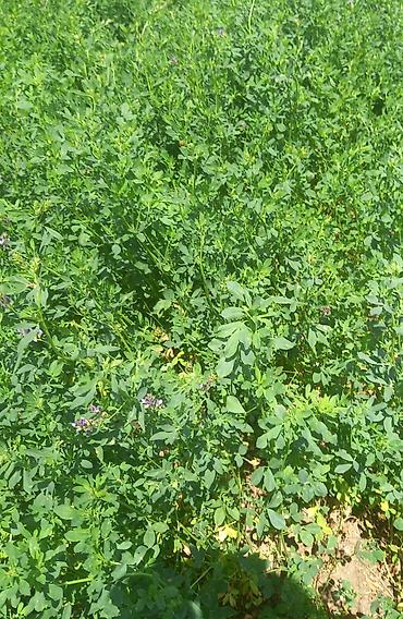 toyuq satisi: Hal hazirda Yonca (Medicago sativa) becerilib 3 hektar torpaq sahəsi — 1