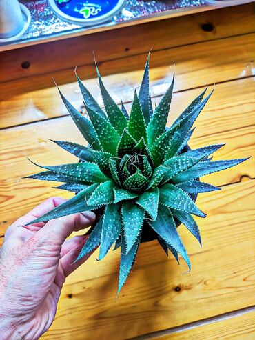 Bitkilər: Aloe Aristata. Tam saqlam. Torpaq pemza, perlit, kokobit, torf, komur