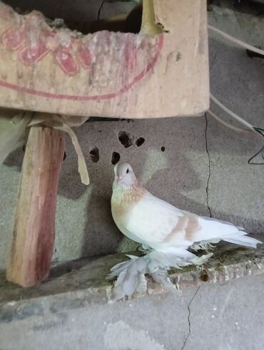 Птицы: Продаю молодых голубей 1 шт стоит пятьсот сом окончательно родители и — 18
