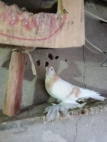 Птицы: Продаю молодых голубей 1 шт стоит пятьсот сом окончательно родители — 19