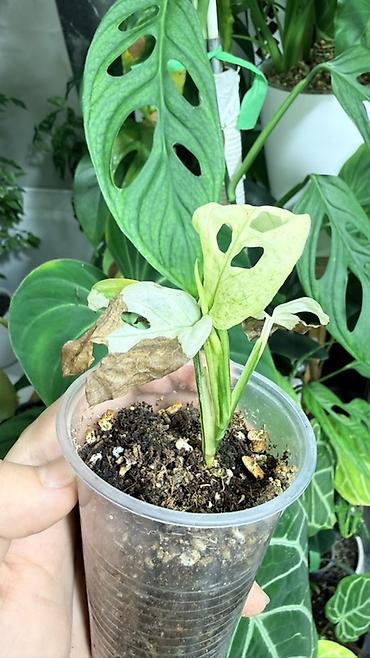 Монстеры: Детки Алоказии Полли по 200 Монстера адансони вариегатная (Monstera — 3