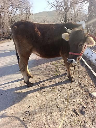 Коровы, быки: Продаю | Корова (самка) | Для молока | Привязанные — 9