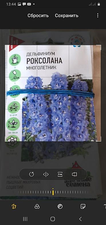 Размещение рекламы: В продаже комнатные цветы и многолетние садовые цветы. 1. Алое вера — 12