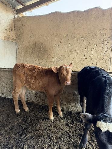 Коровы, быки: Продаю | Тёлка | Искусственник — 3