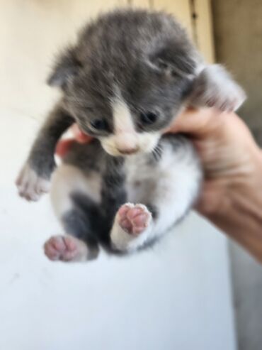 Pişiklər: Dişi, Erkək, Yaxşı əllərə, Ünvandan götürmə, Pulsuz çatdırılma — 15